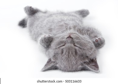 Gray British fluffy kitten lying on his back (isolated on white)