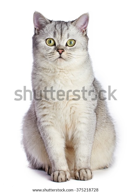 Gray British Shorthair Cat 8 Months Stock Photo Edit Now 375218728