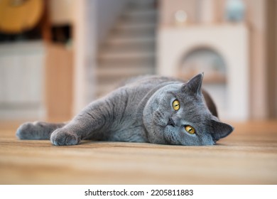 A Gray British Shorthair cat looking at the camera - Shutterstock ID 2205811883