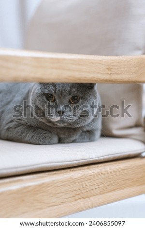 The gray British Shorthair cat looks exceptionally joyful as it has discovered a new spot to sleep in. The cozy warmth of this newfound sleeping place seems perfect for creating a comfortable cat bed.