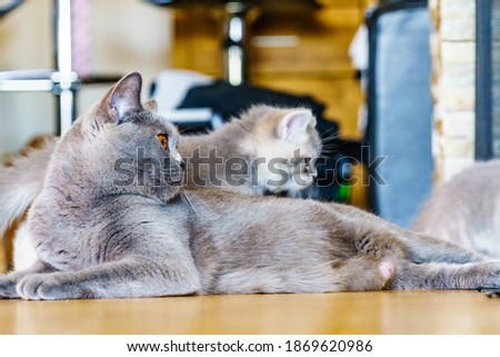 Similar – Image, Stock Photo British Shorthair