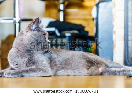 Similar – Image, Stock Photo British Shorthair