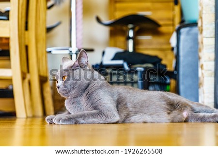 Image, Stock Photo British Shorthair