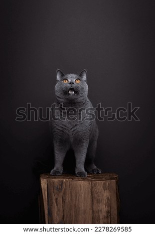 gray british shorthair cat sitting on wooden podium looking shocked or surprised on brown background with copy space