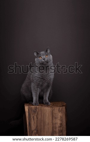 gray british shorthair cat sitting on wooden podium looking at camera. Portrait  on brown background with copy space