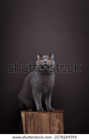 gray british shorthair cat sitting on wooden podium looking shocked or surprised on brown background with copy space
