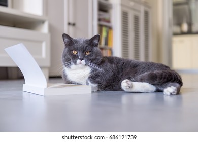 Gray British Shorthair Cats Indoors Stock Photo 686121739 | Shutterstock