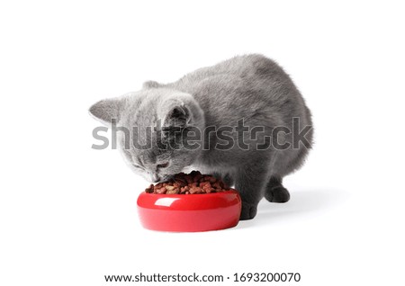 Similar – Image, Stock Photo British Shorthair