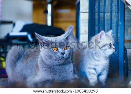 Similar – Image, Stock Photo British Shorthair