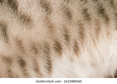 Gray Brown Cat Fur Background