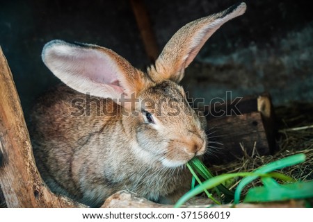 Gray or brown farm rabbit eat green grass in summer day