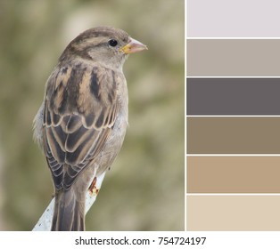 Стоковая фотография: The gray and brown gamma of the colors of the sparrow. Color palette swatches, natural combination of colors, inspired by nature.