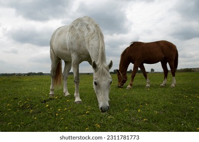 gray and brown hoarse graze on green summer meadow full body photo - Shutterstock ID 2311781773