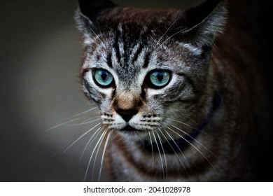 The​ Gray Brown Tabby Stared With Fierce Eyes 