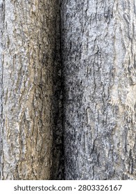 Gray Brown Tree Bark Texture Two Trunks Natural Rough Surface