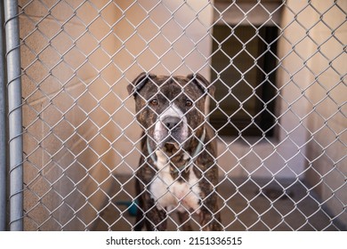 Gray Brown and White Adult Mixed Breed Pit Bull Type Dog inside Animal Shelter Kennel Wire Cage looking at Camera Eye Contact Sad Lonely Scared - Powered by Shutterstock