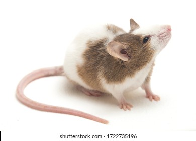 Gray Brown white  mouse isolated on white background
