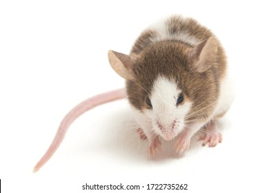 Souris Blanche High Res Stock Images Shutterstock