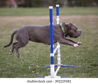 Gray Bull Breed Showing That A Muscle Dog Can Do Agility Going Over A Jump