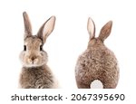 gray bunny or rabbit front and back for digital printing wallpaper, custom design 