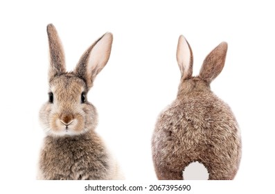gray bunny or rabbit front and back for digital printing wallpaper, custom design 