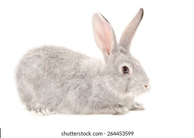 Gray Bunny Sitting Isolated On White Background, Side View