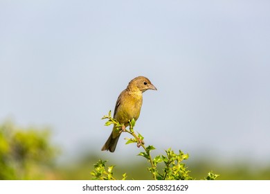 Gray bunting (Emberiza cineracea) is a songbird species belonging to the bunting family (Emberizidae). Today, it is classified in the finch family by some researchers.