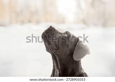 Gray Cane Corso Looking Up in Snowy Winter Scene