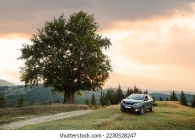 gray car near a big old beech tree in the carpathians mountains at sunset - Powered by Shutterstock