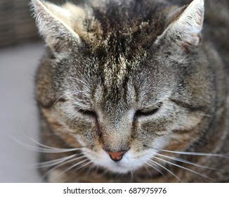 gray cat