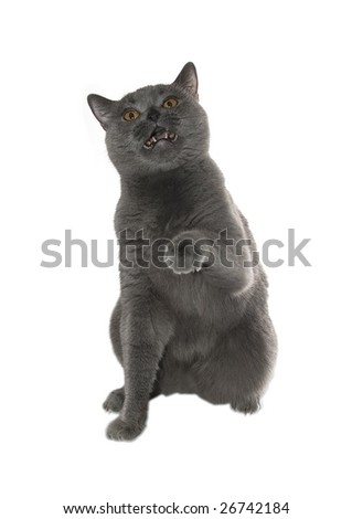 Similar – Image, Stock Photo cat wash Animal Pet Cat