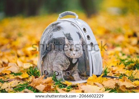 Gray cat in backpack with porthole in yellow leaves. Domestic cat looks out window of transparent backpack in fall in forest. Backpack for carrying animals. Pet friendly concept. Autumn season.
