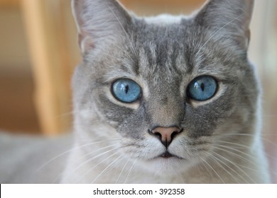 Gray Cat With Blue Eyes