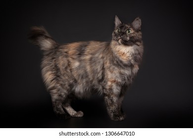 Tranquility Brown Cat Look Like Bear Stock Photo 619239644 | Shutterstock