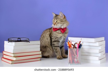 A gray cat with a bow tie on a blue background near a stack of books. Back to school, student-cat and school supplies. The concept of school, study, distance education. online courses. Selective focus - Powered by Shutterstock