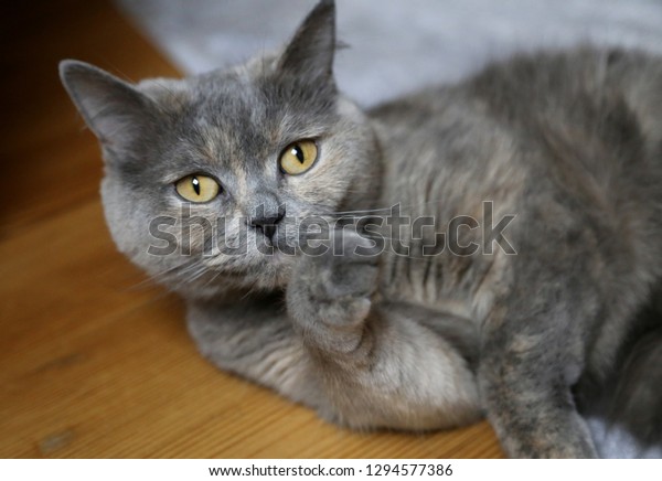 Gray Cat Breed British Shorthair Lies Stock Photo Edit Now