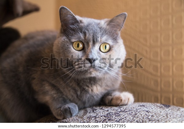 Gray Cat Breed British Shorthair Lies Stock Photo Edit Now