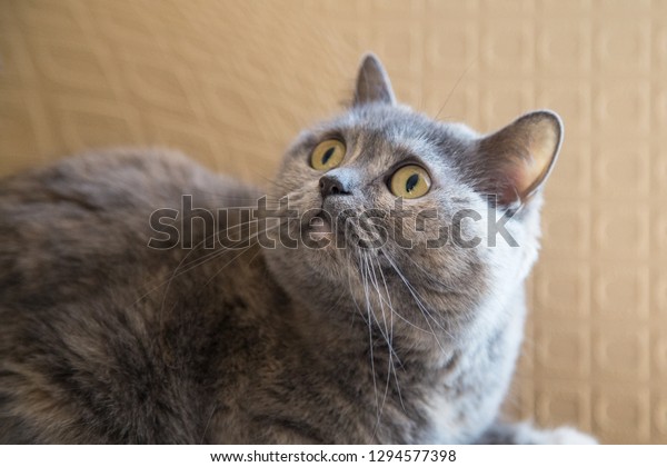 Gray Cat Breed British Shorthair Lies Stock Photo Edit Now