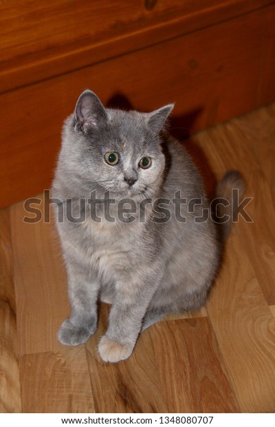 Gray Cat Breed British Shorthair Sits Stock Image Download Now