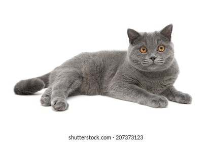 2,481 Cat walking towards Images, Stock Photos & Vectors | Shutterstock