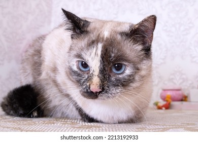 Gray Cat With Bright Blue Eyes Close Up Portrait