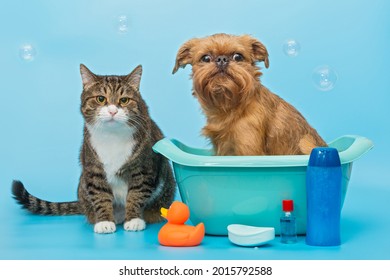 Gray Cat And A Brussels Griffon Dog Wash On A Blue Background