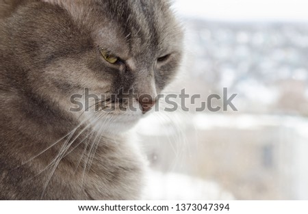 gray cat close up looking sad down