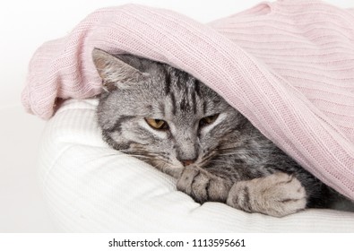 Gray Cat In A Couch Hiding Under A Pink Sweater On A White Background