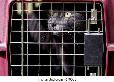 Gray Cat In Crate Or Cage Outdoors.