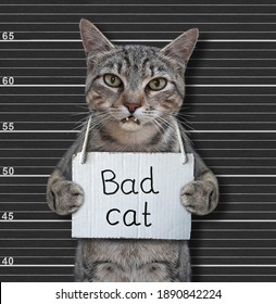 499 Cat arrested Images, Stock Photos & Vectors | Shutterstock