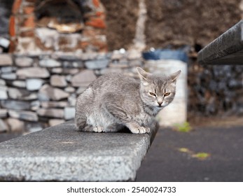 A gray cat crouches on a stone bench near a rustic brick wall, offering a scene of calm and contemplation in an outdoor setting with historical charm. - Powered by Shutterstock