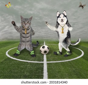 A Gray Cat With A Dog Husky Play Soccer In The Stadium.