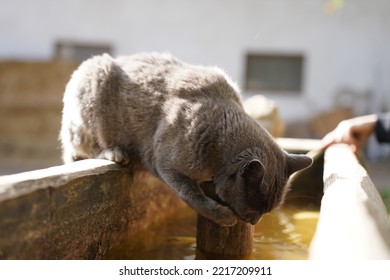 A Gray Cat Drinking From A Water Fountain In The Sun