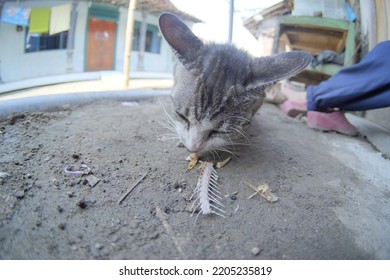 Gray Cat Eating Fish In The Yard